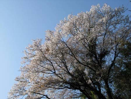 山桜1.jpg